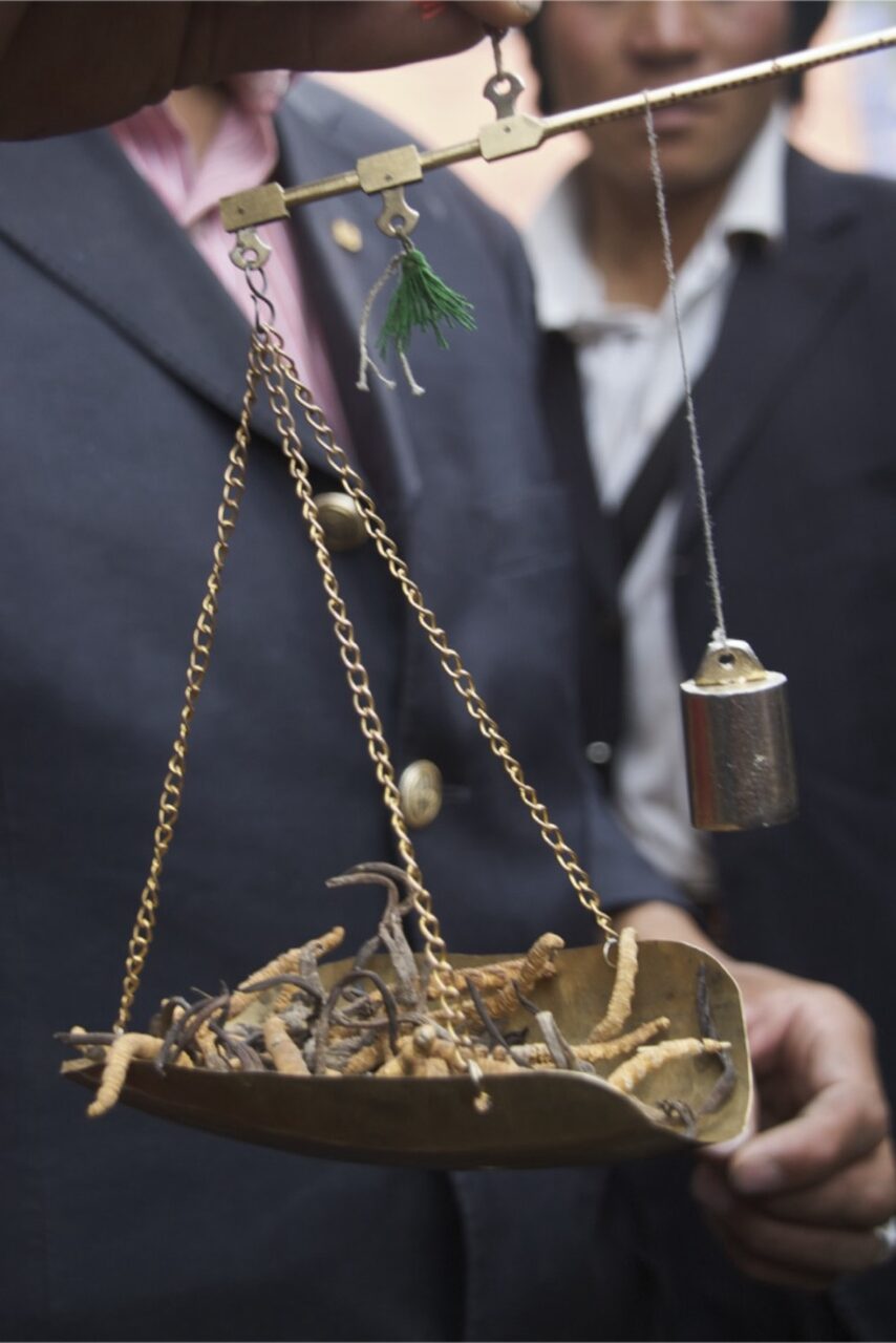 Cordyceps trade